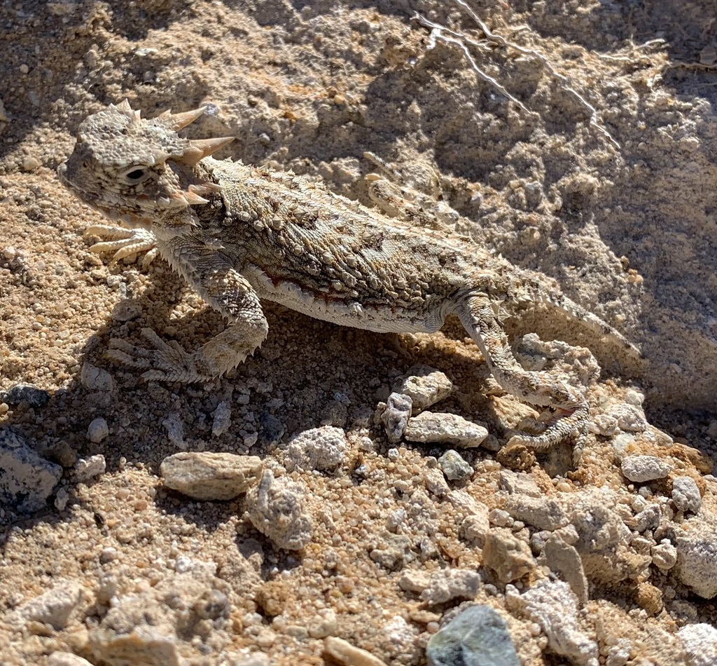 April Lizard Desert Horned Lizard in April 2025 by Kolin Campbell · iNaturalist