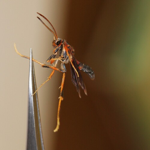 Lilac Borer Moth photo 3