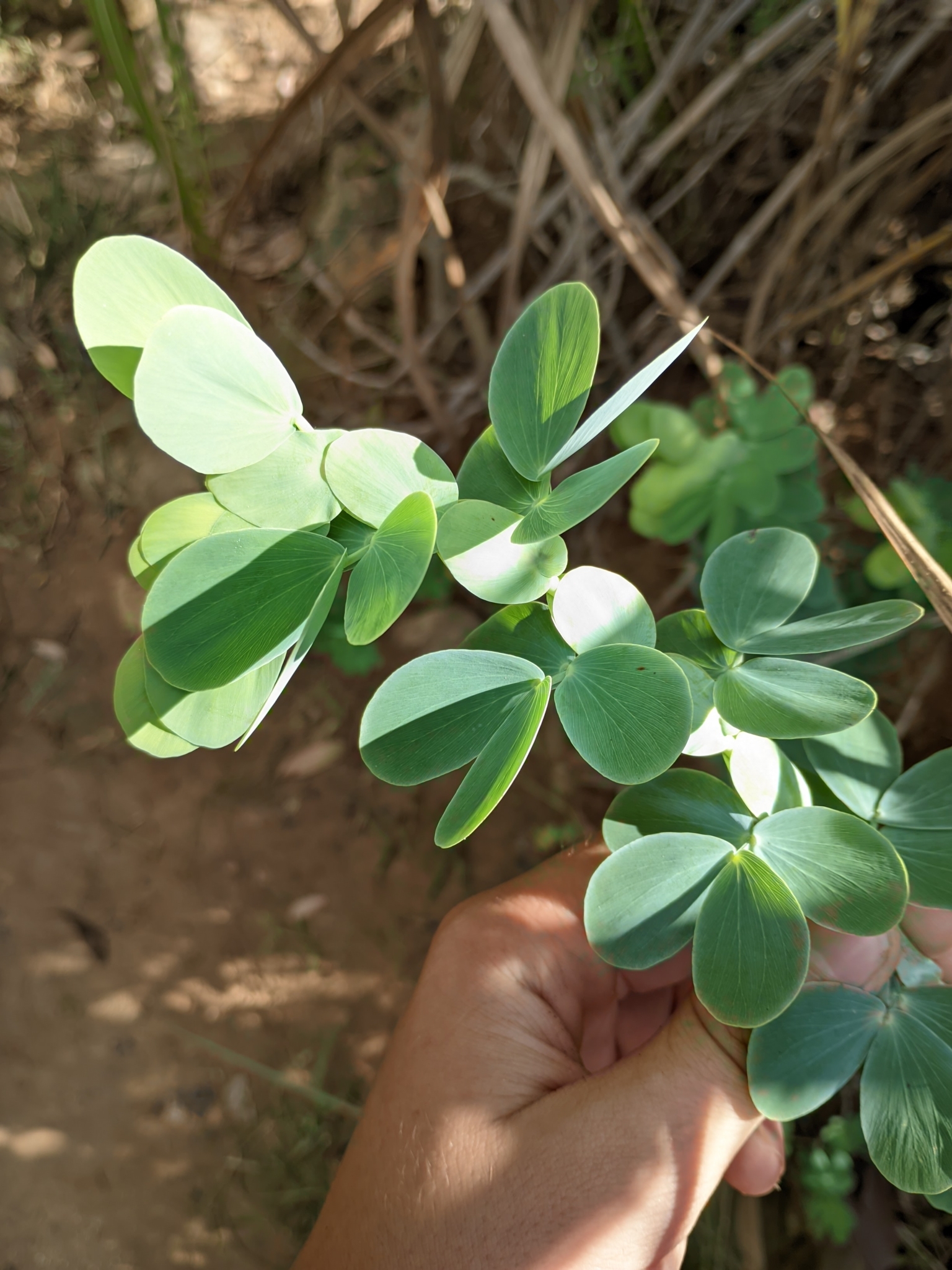 Chamaecrista desvauxii