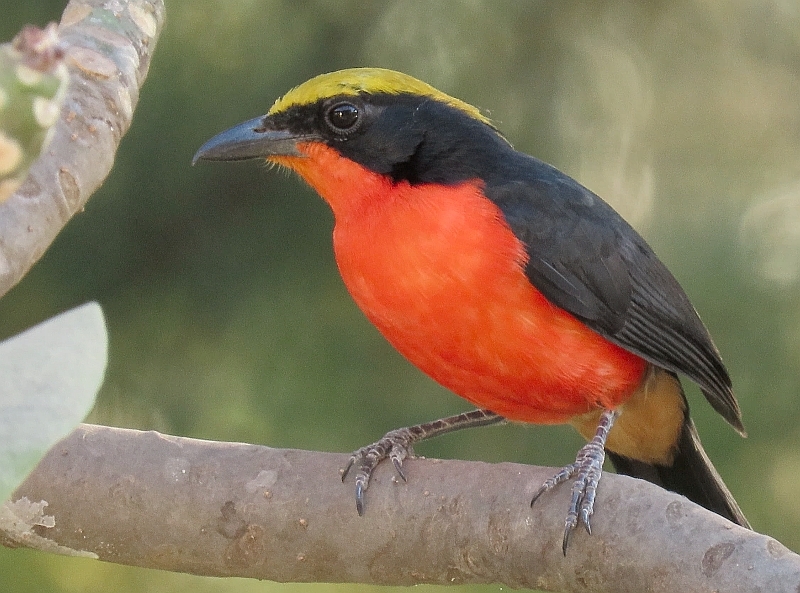 Yellow-crowned Gonolek illustration
