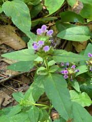 Prunella vulgaris