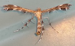 Dejongia lobidactylus