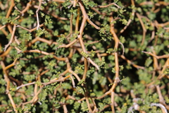 Sophora prostrata