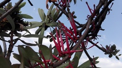 Tapinanthus rubromarginatus