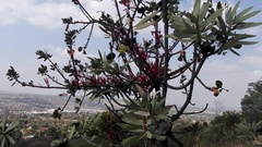 Tapinanthus rubromarginatus