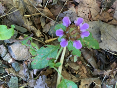 Prunella vulgaris