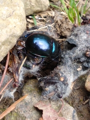 Trypocopris vernalis