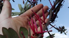 Tapinanthus rubromarginatus
