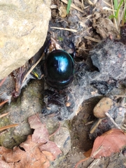 Trypocopris vernalis