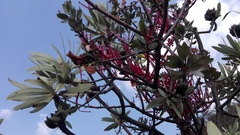 Tapinanthus rubromarginatus