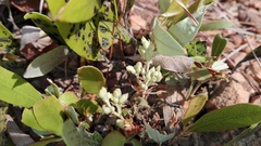 Parinari capensis capensis