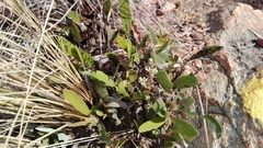 Parinari capensis capensis