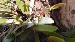 Parinari capensis capensis