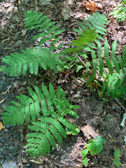 Osmunda claytoniana