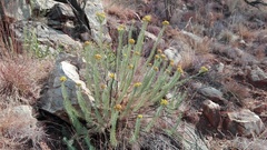 Phymaspermum athanasioides