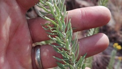 Phymaspermum athanasioides