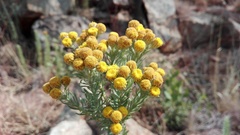 Phymaspermum athanasioides