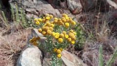 Phymaspermum athanasioides