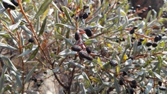 Ozoroa paniculosa salicina