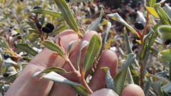 Ozoroa paniculosa salicina