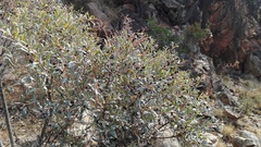 Ozoroa paniculosa salicina