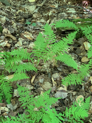 Amauropelta noveboracensis image