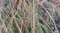 Cyperus leptocladus