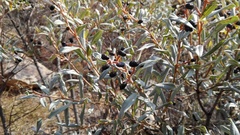 Ozoroa paniculosa salicina