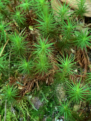 Polytrichum commune