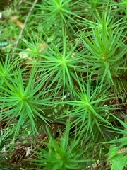 Polytrichum commune
