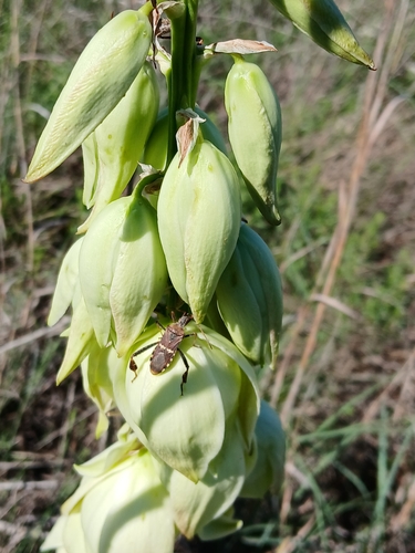 Image of Yucca arkansana by (c) Eleanor Pate, some rights reserved (CC BY)