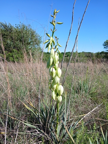 Image of Yucca arkansana by (c) Eleanor Pate, some rights reserved (CC BY)