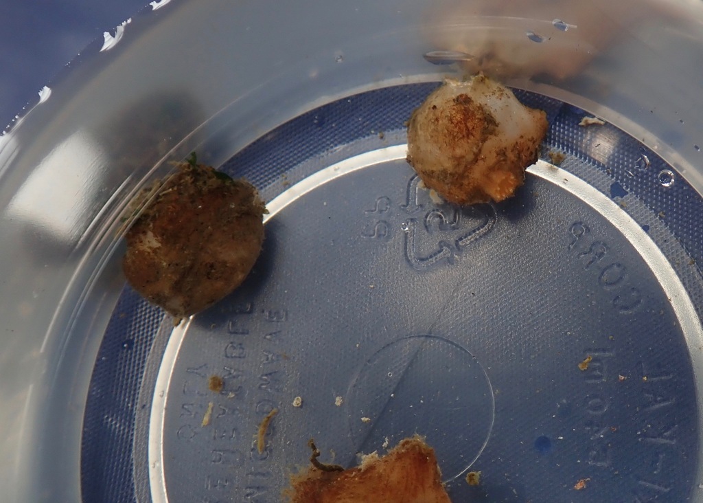Ascidian