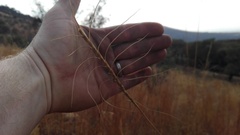 Urelytrum agropyroides