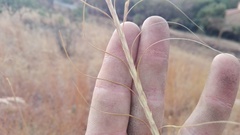 Urelytrum agropyroides