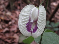 Centrosema sagittatum