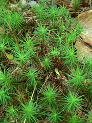 Polytrichum commune
