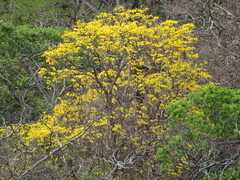Handroanthus serratifolius