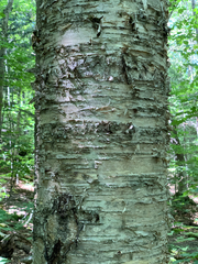 Betula alleghaniensis