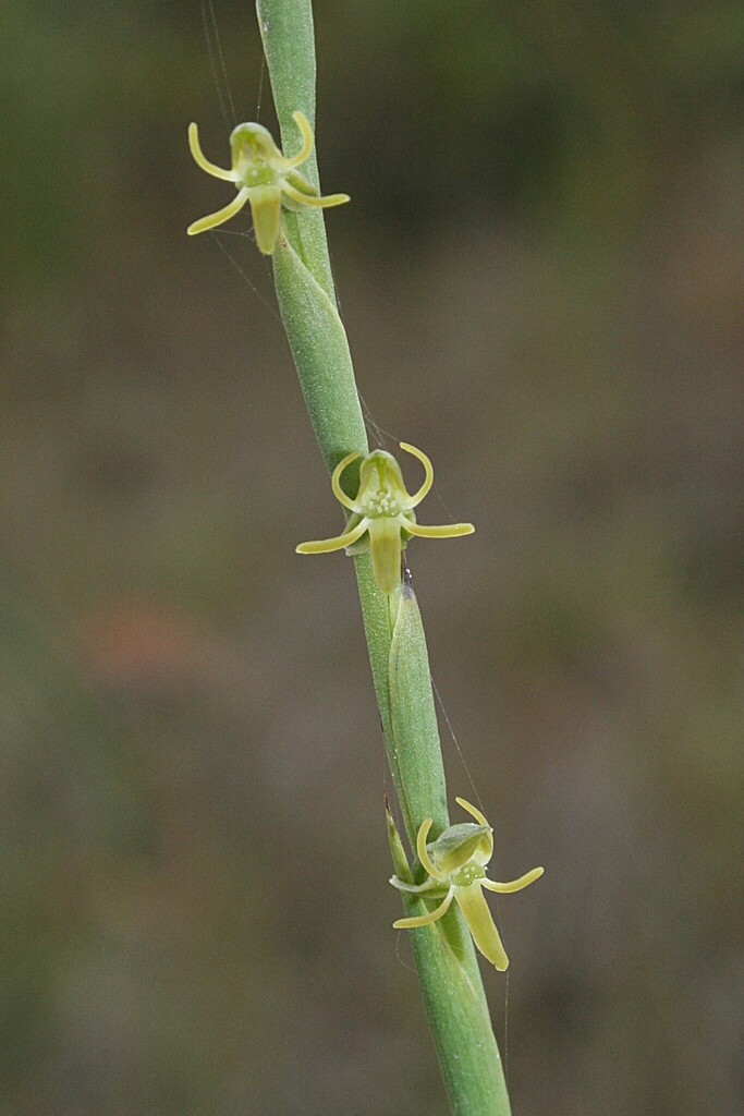 Habenaria leprieurii