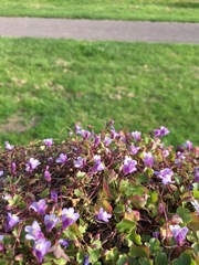 Cymbalaria muralis