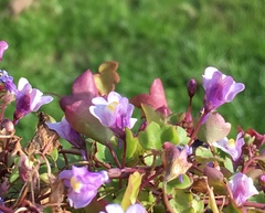 Cymbalaria muralis