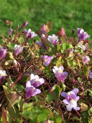 Cymbalaria muralis