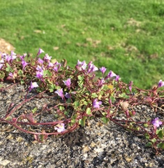 Cymbalaria muralis