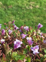 Cymbalaria muralis