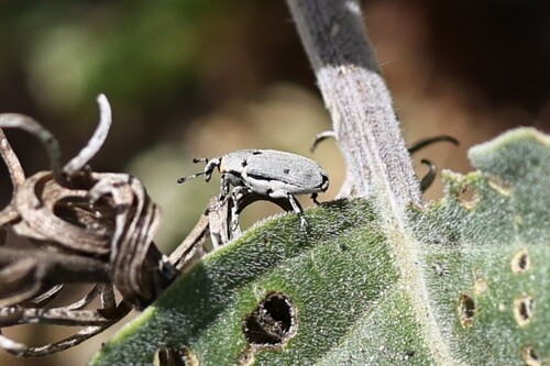 Tobacco Stalk Borer photo 3