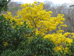 Handroanthus serratifolius