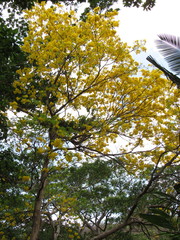Handroanthus serratifolius