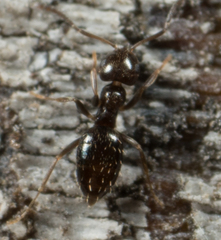 Brachymyrmex patagonicus