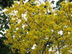 Handroanthus serratifolius